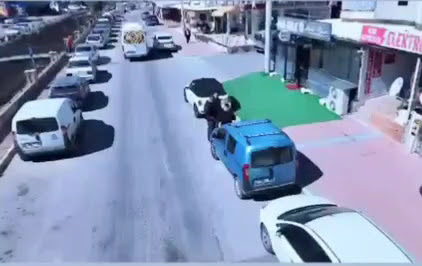 Uçar Kardeşler Elektrik Yerel İşletme fotoğrafı 4